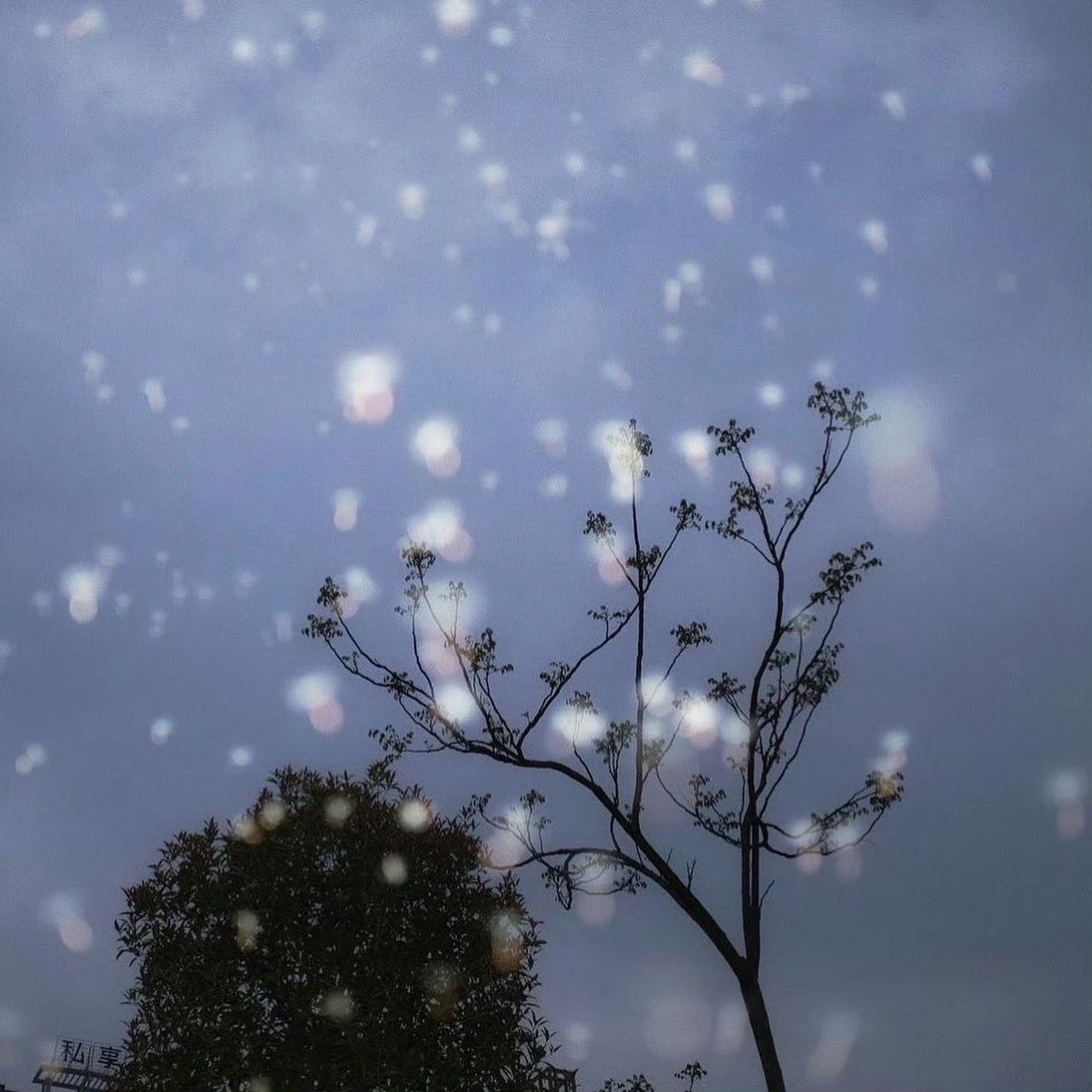 雪落在芦苇上