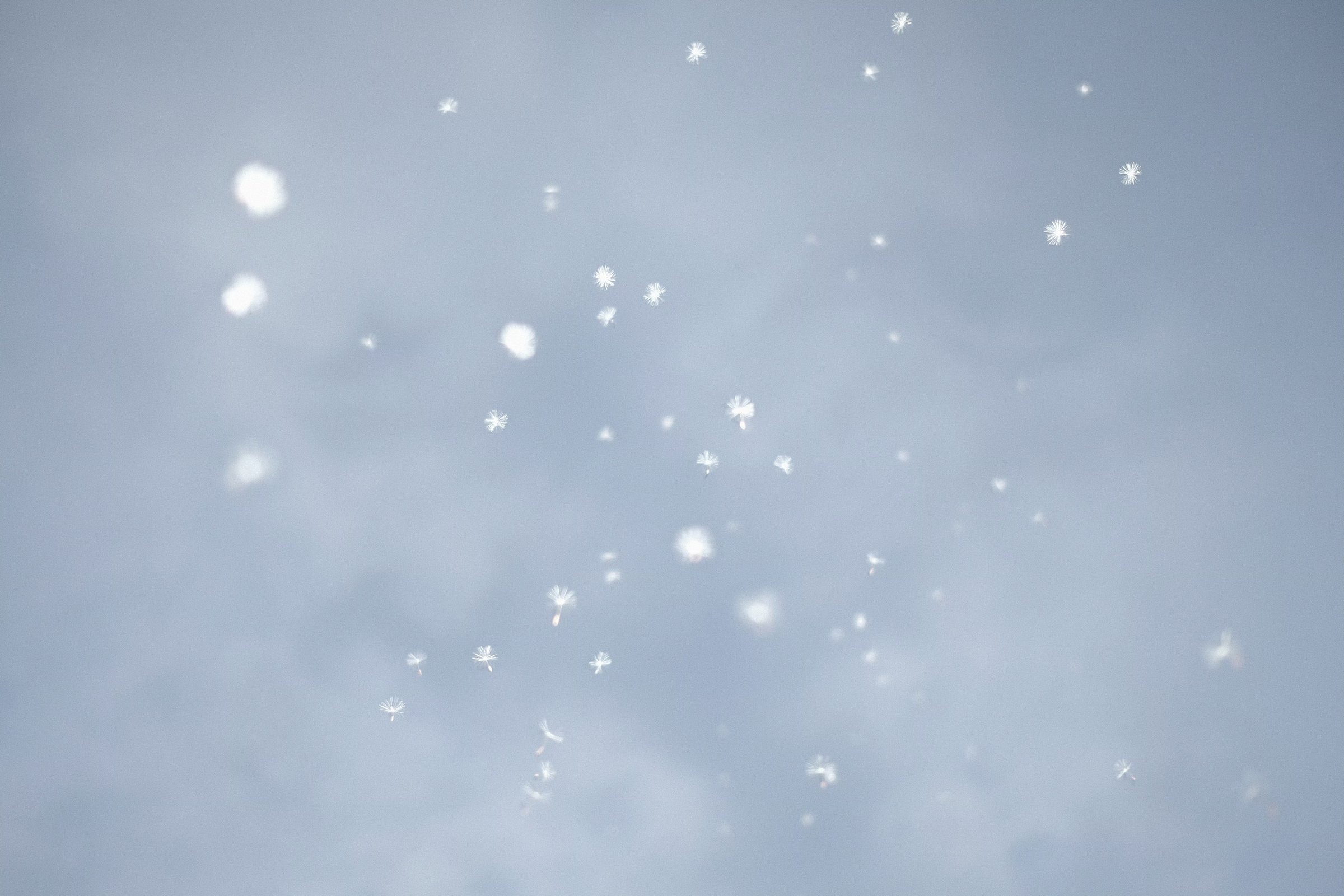 细雪落在浅蓝的空气里