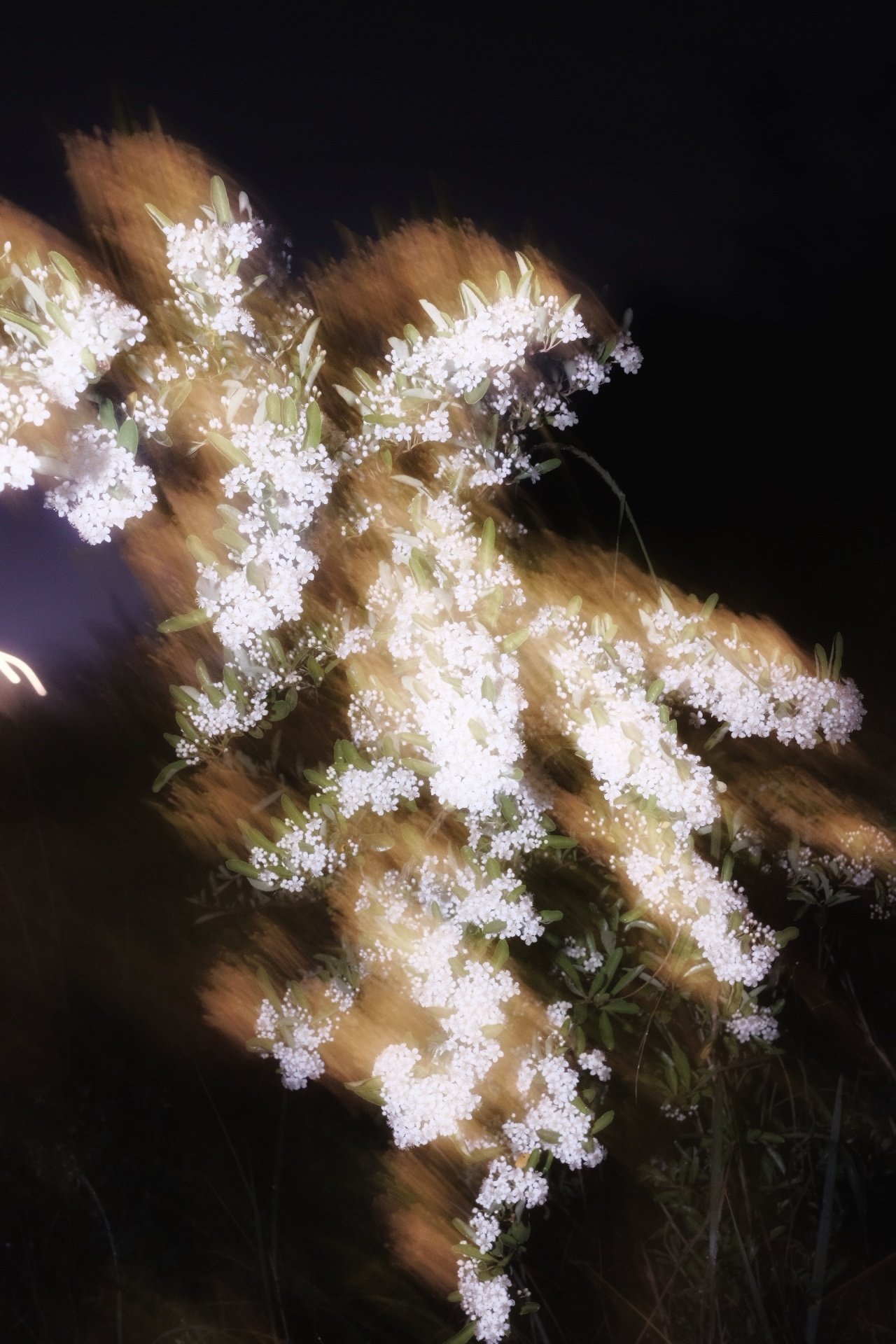 夜里被灯光照亮的花序